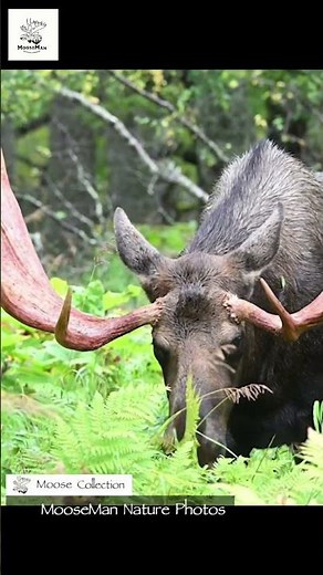 Majestic Moose Emerges from Lush Forest Ferns! #nature #wildlife #animals