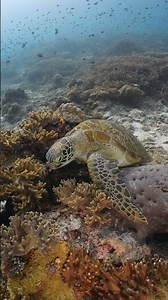 Green sea turtle scratches its shell at Raja Ampat, Indonesia #ocean #turtle #diving