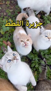 واحدة من اغرب الجزر في العالم 🌏 - جزيرة اوتشيما | ESLAM ALLAM اسلام علام