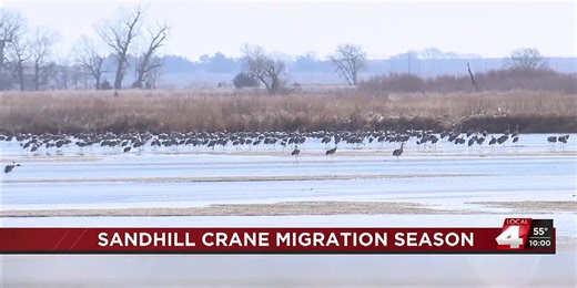 Sandhill crane migration season in full swing