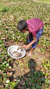 48K views · 461 reactions | Natural Fishing Under Hyacinth | Fishing & Village Tradition | Facebook