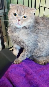 116K views · 7.9K reactions | Traumatized Cat Poops when he sees the...