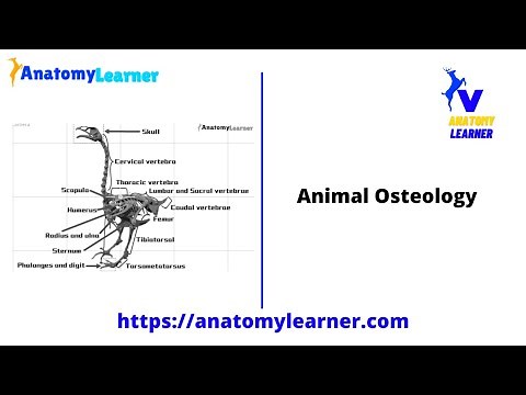 Avian Osteology – 9+ Amazing Facts You Should Know
