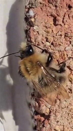 Get ready with bee 🐝 Stop scrolling to avoid disturbing this Common carder bumblebee brushing her hair in the sun ☀️ 💡 Fun fact: the word 'carder' means to 'comb wool', which is a reference to how Common carder bumblebees comb grass and moss together for their nests. What bumblebees have you spotted recently? 👀 🎥 John Soonaye | Bumblebee Conservation Trust