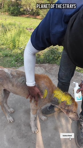 His First Day Of Spot Treatment 🙏🐶🙂 #shorts #rescuedog #treatment #humanity #kindness #adoptdontshop