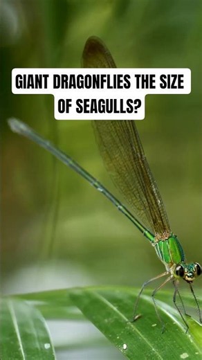 🪰 Did you know giant dragonflies once ruled the skies?