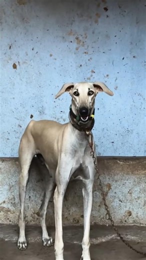 Old Hunting Tradition Reborn | Mudhol Hound 🐾#mudholhound #huntingdog
