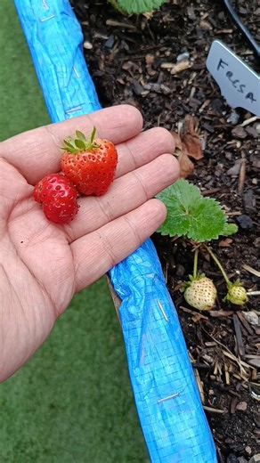 ¡YA TENEMOS FRESAS! A costado pero son buenísimas 🍓🍓#huertourbano #plantas #huertoencasa #jardineria