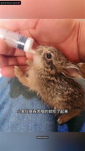 This man adopted a wild rabbit 🥰❤️