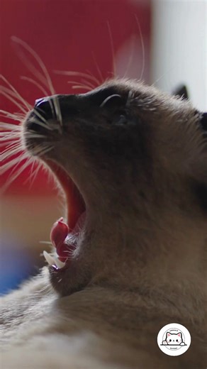 ❤️ Si tu gato también te “bosteza”, ¡comenta con un emoji de 🐱 y comparte este video con otro cat lover! #Gatos #CatLovers #AmorFelino #MascotasFelices #CuriosidadesDeGatos #GatoTierno #VidaConGatos #CatTok | Lenguaje Gatuno