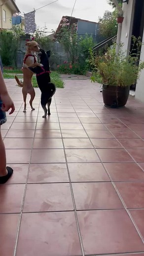 Playful Dogs on Patio: A Fun Outdoor Adventure