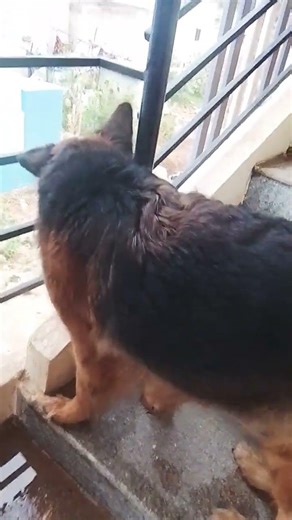 Aggressive GSD POWERFULL BARKING SOUND 😱😱😱 #shortsfeed #germanshepherd #barkingsound