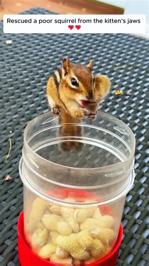 Rescatando la boca del gato ardilla bebé entonces #ardilla #squ | Rescue Journey