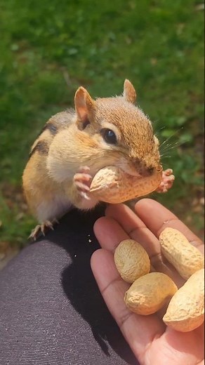 Adorable Chipmunk Sounds
