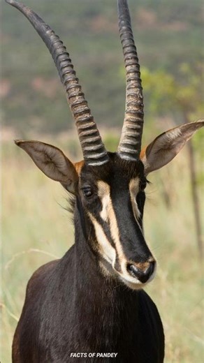 The real warrior of the jungle