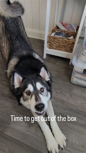 Yvette Helene St. Amant on Instagram: "Why is all this art still living in a box? 📦✨ Most of you have already seen the massive transformation in my studio after yesterday’s purge, reorganization, and deep clean. And since then, so many of you have been asking… what’s coming next? As I sit here today planning for a huge change, I’m staring at hundreds of paintings created over the last few years. And one question keeps echoing in my mind: Why are they still living in a box? I think it’s time for