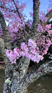 フラワーズ 桜 さくら - Free video on Pixabay