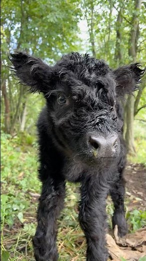 Half Day Old Calf Says Moo