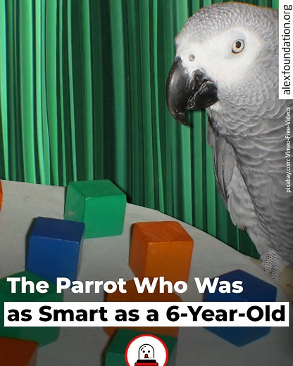 African gray parrot Alex was more famous than many human celebrities. 🐣⭐ Why? Because his trainer, animal psychologist Irene Pepperberg, taught Alex human language. 💬 Alex's grasp of complex concepts turned out to be astounding, offering a rare glimpse of avian psychology... | Sunday Roast