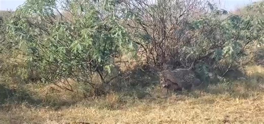 And Nora the resilient Female Cheetah is no more having been a star in the great Masai Mara since 2012 Nora the oldest cheetah in the Maasai-Mara is confirmed dead after she was ambushed by a leopard famously known as Bella 2. The attack took place along the banks of Talek River in the morning of December 13, 2025 marking a cruel end to the reign of one of the iconic individual animals in the Mara.The 35 year old Nora was the daughter of Narasha and M23-Nur's sister! Another heavy loss to hit th