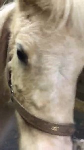 Check out #018 and her adorable baby! Mom is quiet & friendly. Baby is curious & just plain cute! | CHW Network