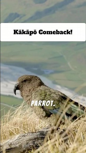 The Kākāpō's Incredible Comeback: From Extinction to Survival #wildlife #nature