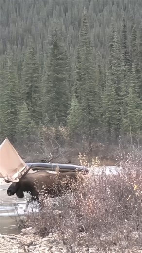 great shot of mosse hunting with bow#archery#bowhunting #chasse#hunting#moose#deer #wildlife