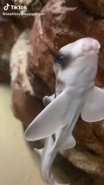 Adorable Baby Sharks at SeaWorld