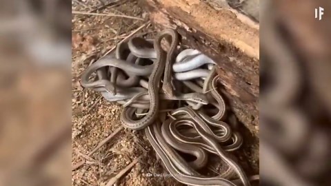 The Catastrophic Effects of Eradicating All Snakes