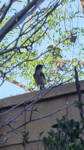 Bird Migration In Full Effect even the Blue Jays visited