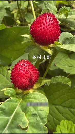 Don't mistake this little red fruit for a weed! 😱🍓 #SnakeBerry