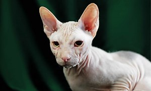 Sphynx