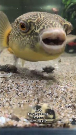 Puffer Fish Feeding 🐡 | Amazing Aquarium Feeding Moments | Fish Eating Compilation #fishfeeding