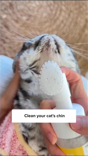 My cat grew a beard?! Comment “Chin” and I’ll DM the 🔗 to you instantly! Or simply search Cat Chin Cleanser on our site ✨ | Cuddles & Meow