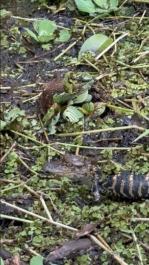 What Sounds Do Baby Alligators Make? #alligator #wildlife #florida #nature