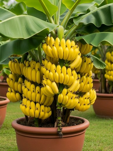 Grow Bananas Super Fast with This Simple Trick