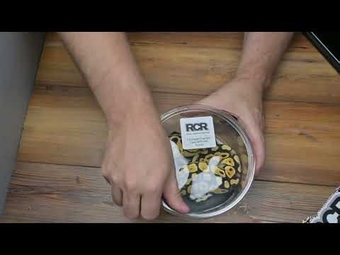 New Snake from Canada! Unboxing Ball Python from RCR!