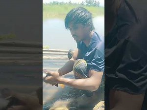 This is the proper process for cleaning a Huge Mudfish before cooking.