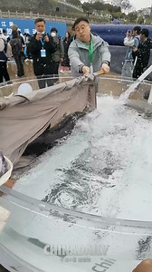100,000 Chinese sturgeons, nicknamed "aquatic pandas", were released into the Yangtze River in Yichang, Hubei province. Since the initial release in 1984, the Chinese Sturgeon Research Institute of the China Three Gorges Corp has released nearly 5.5 million Chinese sturgeons to save the species from extinction. | China Daily