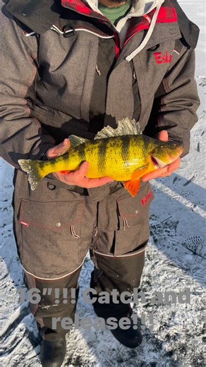 Diehard Angling | 16” perch going back home🔥 #giant #perchfishing #bitemebox #tipup #guidedtrips #booknow #diehardangling https://www.diehardangling.com | Instagram