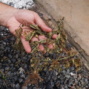 625K views · 2.3K reactions | The best homemade weed killer I've ever seen! | Recipe Day U.S.A | Facebook