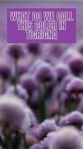 Purple color in Tigrigna | ሊ ላ | ሕብርታት