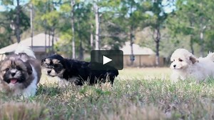 FFB - Autoplay Updated