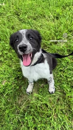 Wright Way Rescue on TikTok