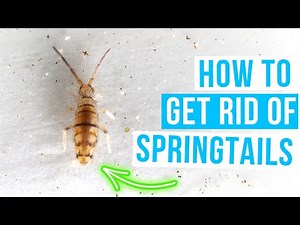How to GET RID OF SPRINGTAILS in house FAST!