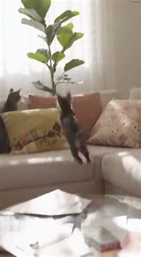 Laser Pointer Cat Goes Ultra Instinct