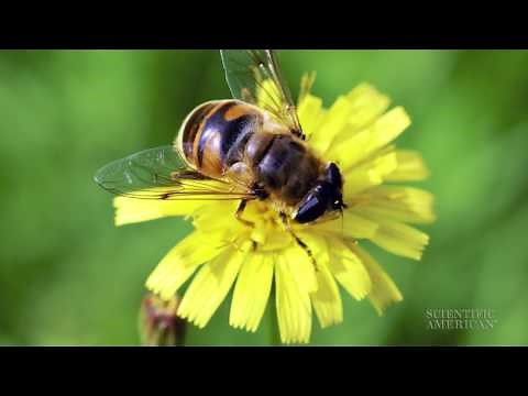 Bees Seek Nicotine Fixes, Volcano Boosting Meteorites and More: 60 Second Science Podcasts