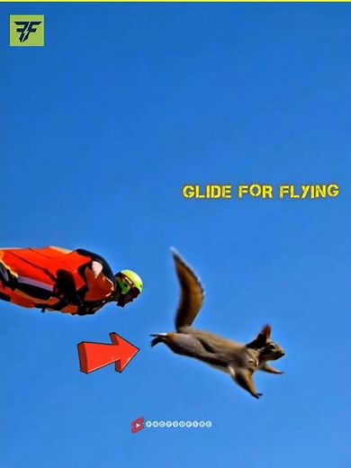 The Flying Squirrel 😱
