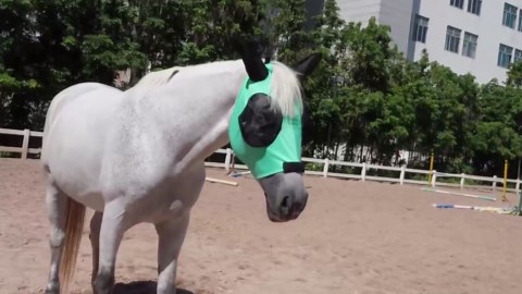 Horse Fly Mask with Ears - Large Eye Space for Full Vision, Breathable Stretch Comfort Fit, UV Protection, Forelock Opening, Easy Pull-On Green Pony