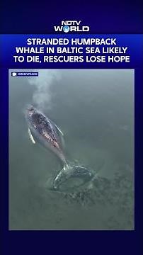 Stranded Humpback Whale In Baltic Sea Likely To Die, Rescuers Lose Hope